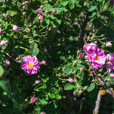 culture de la rose centifolia